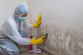 Why You Should Choose Our Mold Remediation Services in De Graff, OH